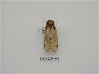 藏品(星內斑舟蛾)的圖片